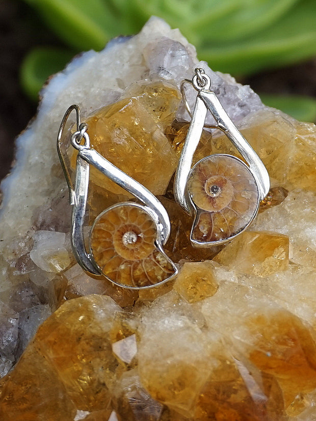 Ammonite Fossil and Sterling Earring Set 1