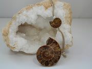 Ammonite Fossil Bracelet 2