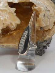 Orthoceras Fossil Ring 1